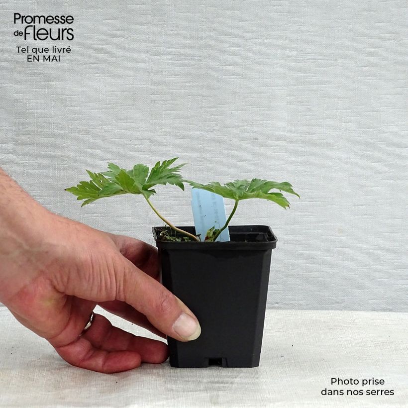 Spécimen de Géranium vivace psilostemon Godet de 8/9 cm tel que livré au printemps