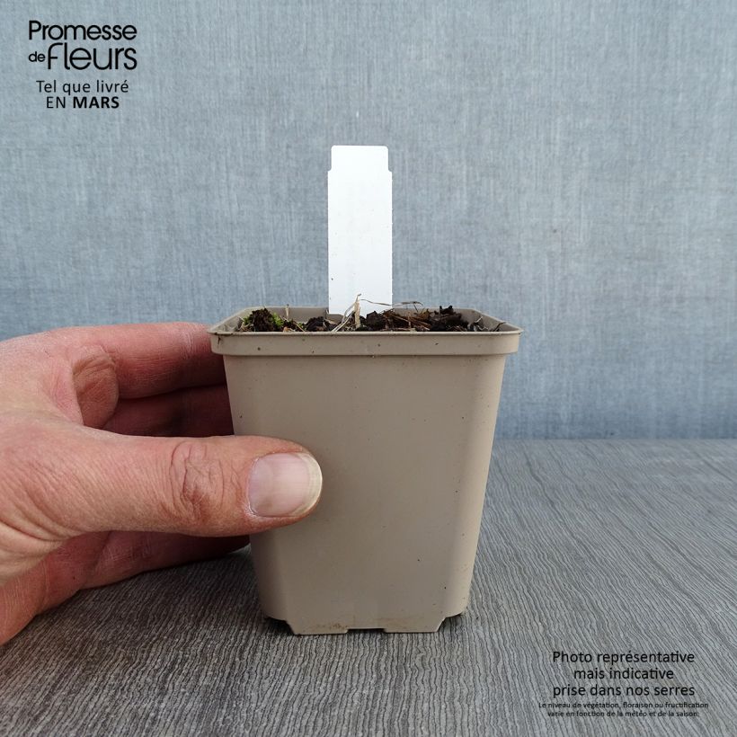 Spécimen de Géranium vivace psilostemon Bressingham Flair Godet de 8/9 cm tel que livré en hiver