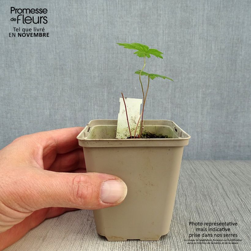 Spécimen de Géranium vivace psilostemon Godet de 8/9 cm tel que livré en automne