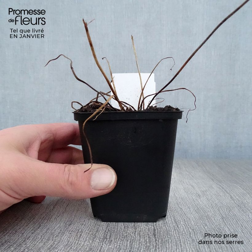 Spécimen de Geranium vivace psilostemon JS Ma Tu Vu Godet de 8/9 cm tel que livré en hiver