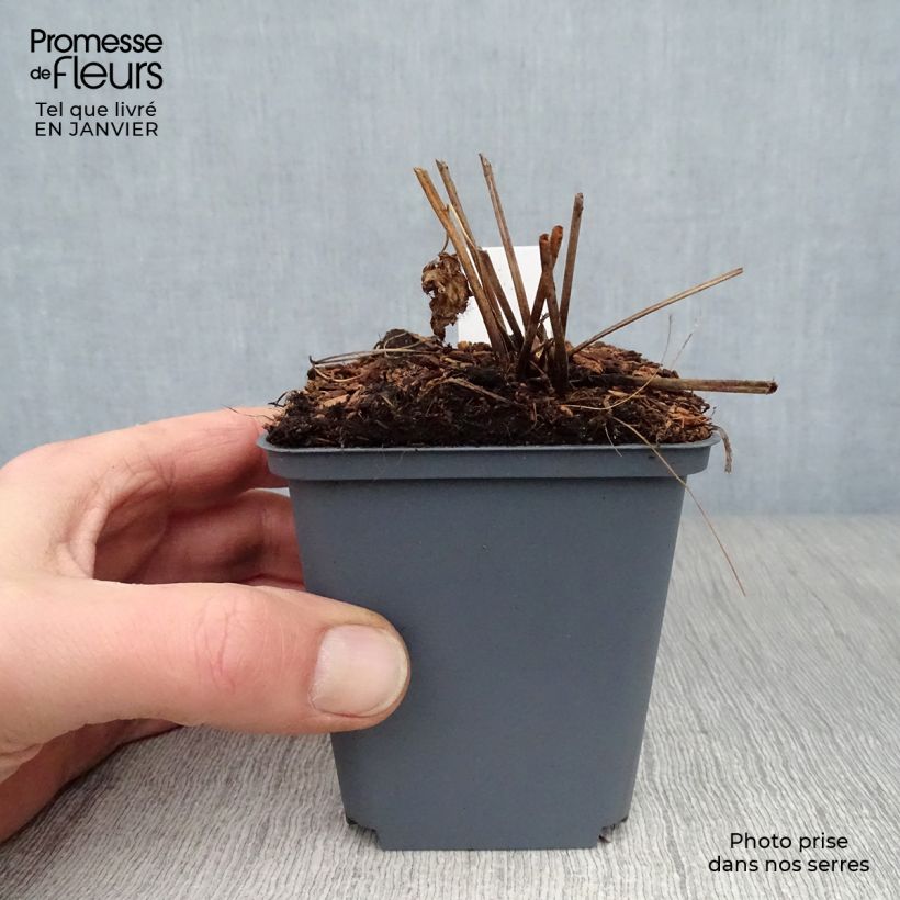 Spécimen de Geranium vivace psilostemon Red Admiral Godet de 8/9 cm tel que livré en hiver