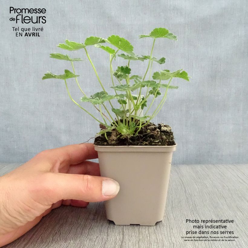 Spécimen de Géranium vivace renardii Godet de 8/9 cm tel que livré au printemps