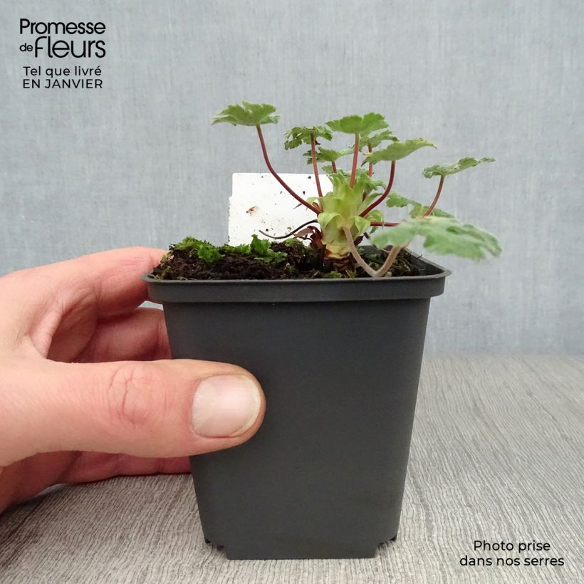 Spécimen de Géranium vivace renardii Tcschelda Godet de 8/9 cm tel que livré en hiver