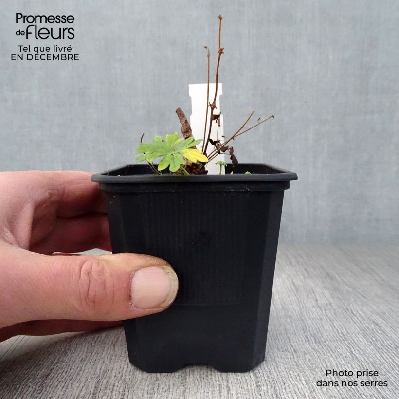 Spécimen de Geranium vivace sanguineum Album Godet de 8/9 cm tel que livré en hiver