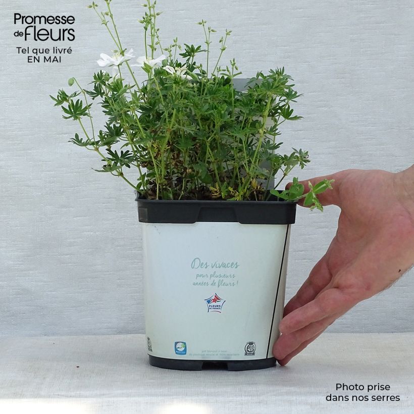 Spécimen de Geranium vivace sanguineum Album Pot de 1,5L/2L tel que livré au printemps