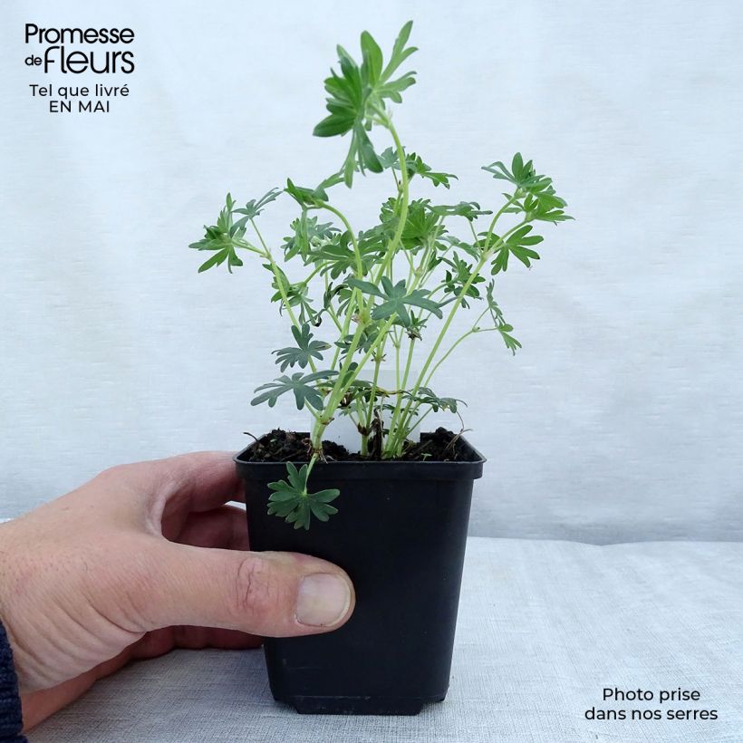 Spécimen de Geranium vivace sanguineum Album Godet de 8/9 cm tel que livré au printemps