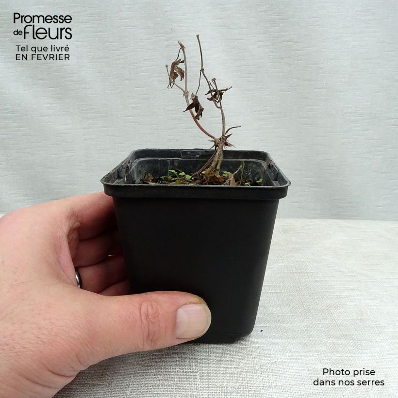 Spécimen de Géranium vivace sanguineum Aviemore Godet de 8/9 cm tel que livré en hiver