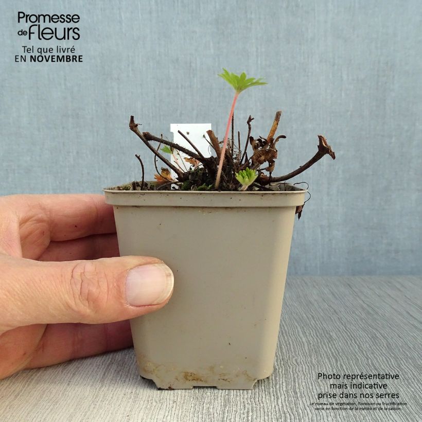 Spécimen de Géranium vivace sanguineum Aviemore Godet de 8/9 cm tel que livré en automne