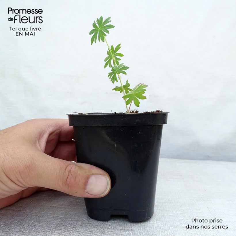 Spécimen de Géranium vivace sanguineum Compactum - Geranium sanguin rose pâle Godet de 8/9 cm tel que livré au printemps