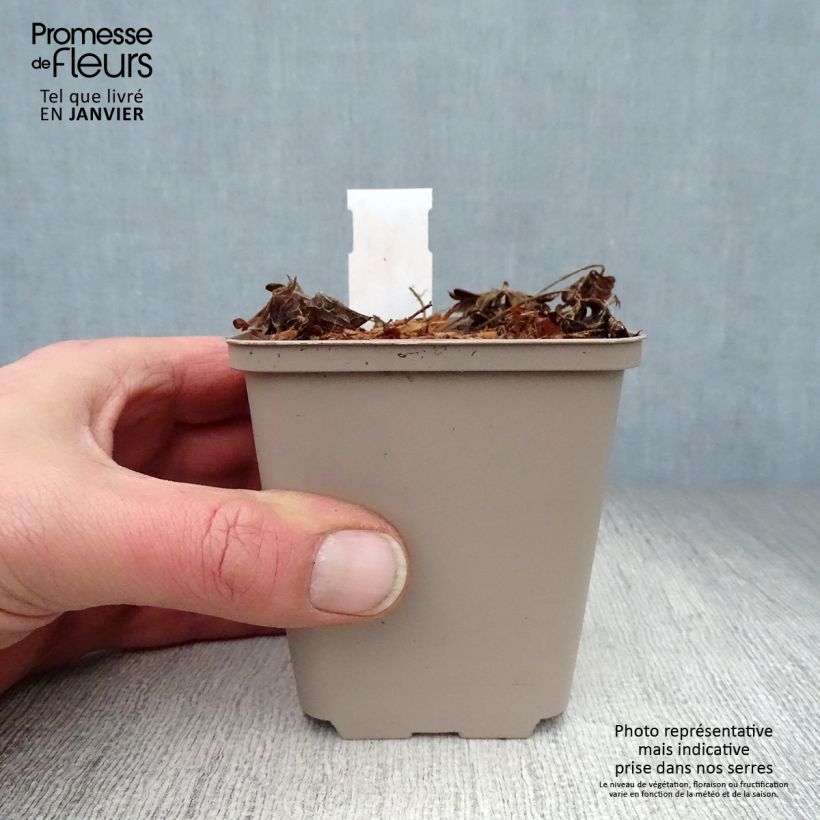 Spécimen de Géranium vivace sanguineum Compactum - Geranium sanguin rose pâle Godet de 8/9 cm tel que livré en hiver