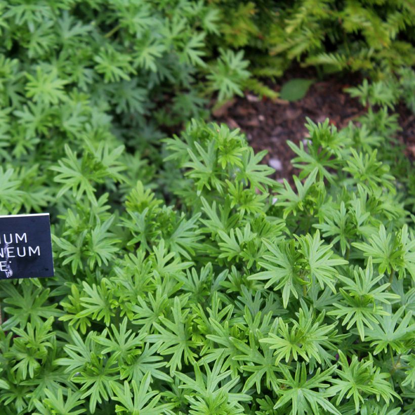 Geranium vivace sanguineum Elke (Feuillage)