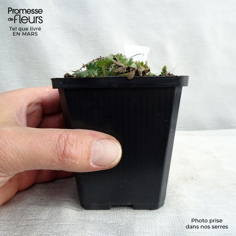Spécimen de Geranium vivace sanguineum Elke Godet de 8/9 cm tel que livré en hiver