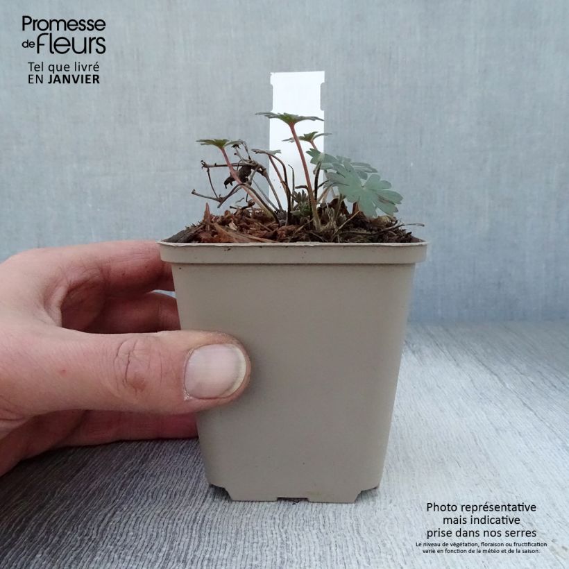 Spécimen de Géranium vivace sanguineum Elsbeth Godet de 8/9 cm tel que livré en hiver