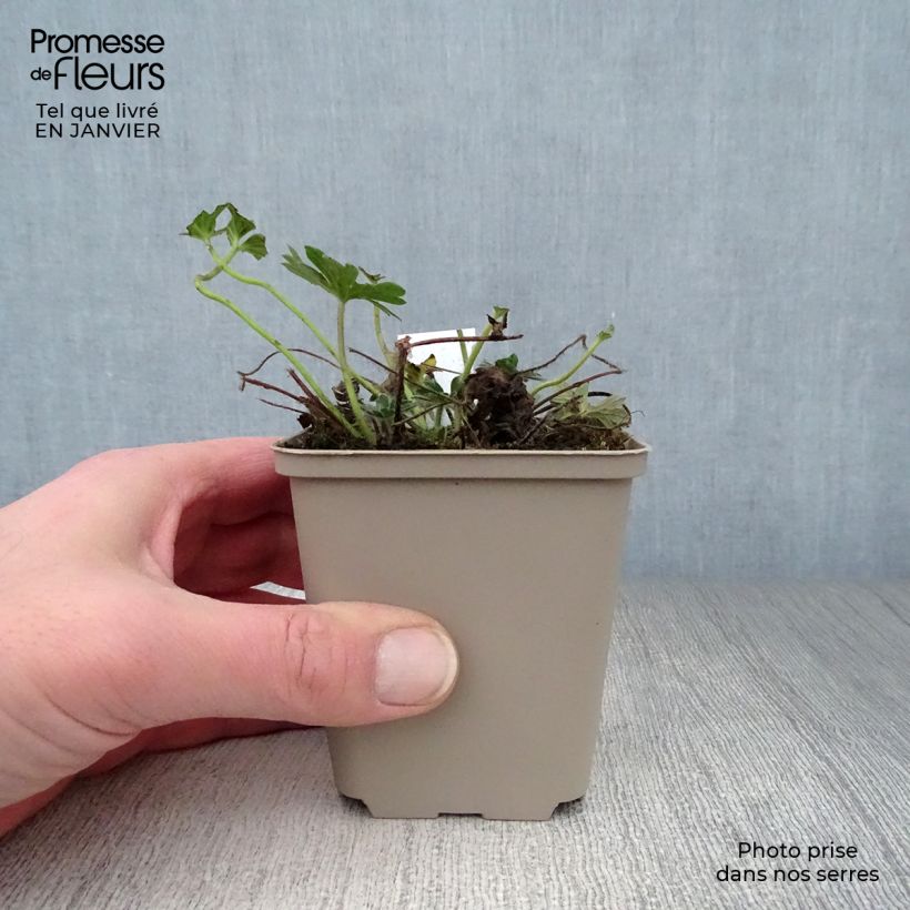 Spécimen de Géranium vivace sanguineum Hannelore Godet de 8/9 cm tel que livré en hiver