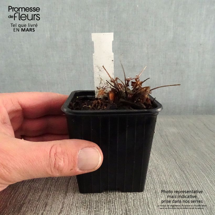 Spécimen de Géranium vivace sanguineum Max Frei Godet de 8/9 cm tel que livré en hiver