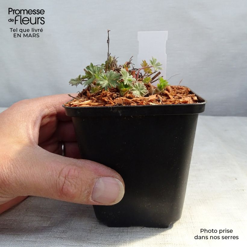 Spécimen de Geranium vivace sanguineum Pink Pouffe Godet de 8/9 cm tel que livré au printemps