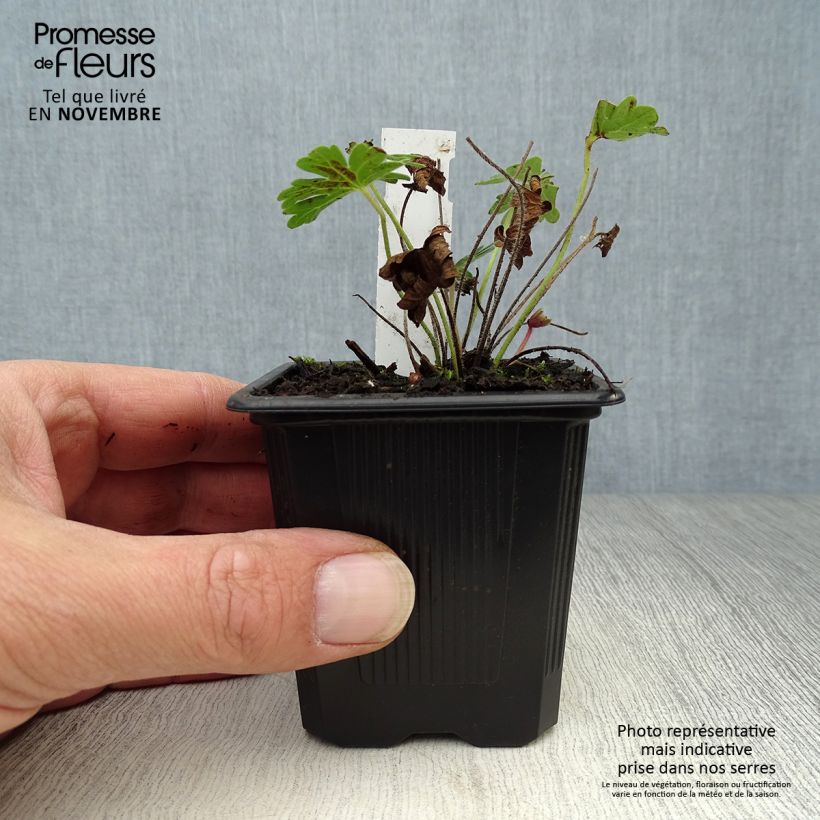 Spécimen de Géranium vivace sanguineum Vision Godet de 8/9 cm tel que livré en automne