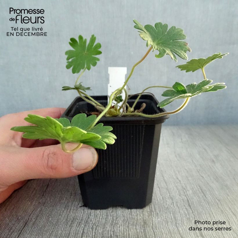 Spécimen de Géranium vivace sanguineum Vision Godet de 8/9 cm tel que livré en hiver