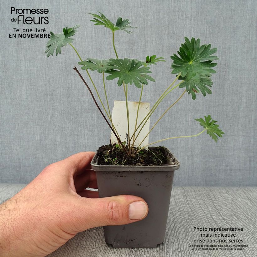 Spécimen de Géranium vivace sanguineum Godet de 8/9 cm tel que livré en automne