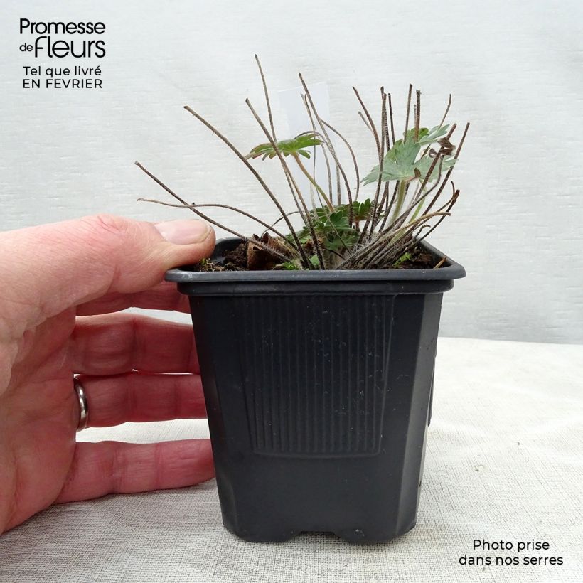 Spécimen de Géranium vivace sanguineum Godet de 8/9 cm tel que livré en hiver