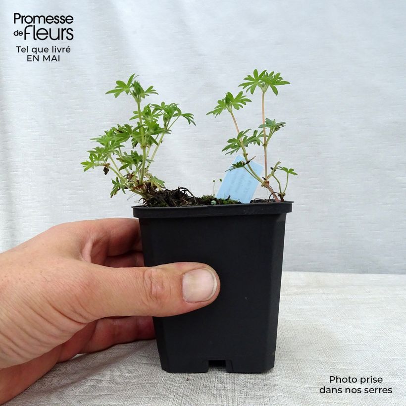 Spécimen de Géranium vivace sanguineum striatum Godet de 7/8 cm tel que livré au printemps