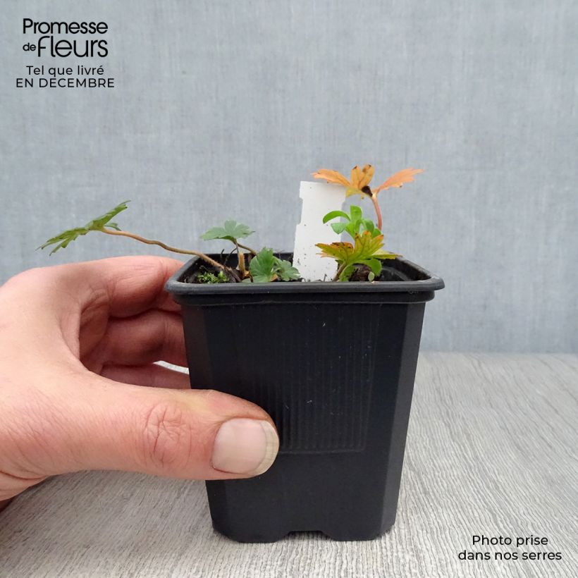 Spécimen de Géranium vivace sanguineum striatum Godet de 7/8 cm tel que livré en hiver