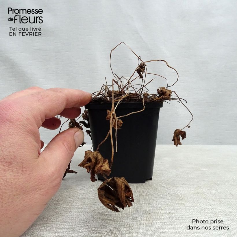 Spécimen de Géranium vivace sylvaticum Album Godet de 8/9 cm tel que livré en hiver