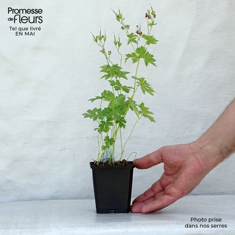 Spécimen de Géranium vivace sylvaticum Album Godet de 8/9 cm tel que livré au printemps