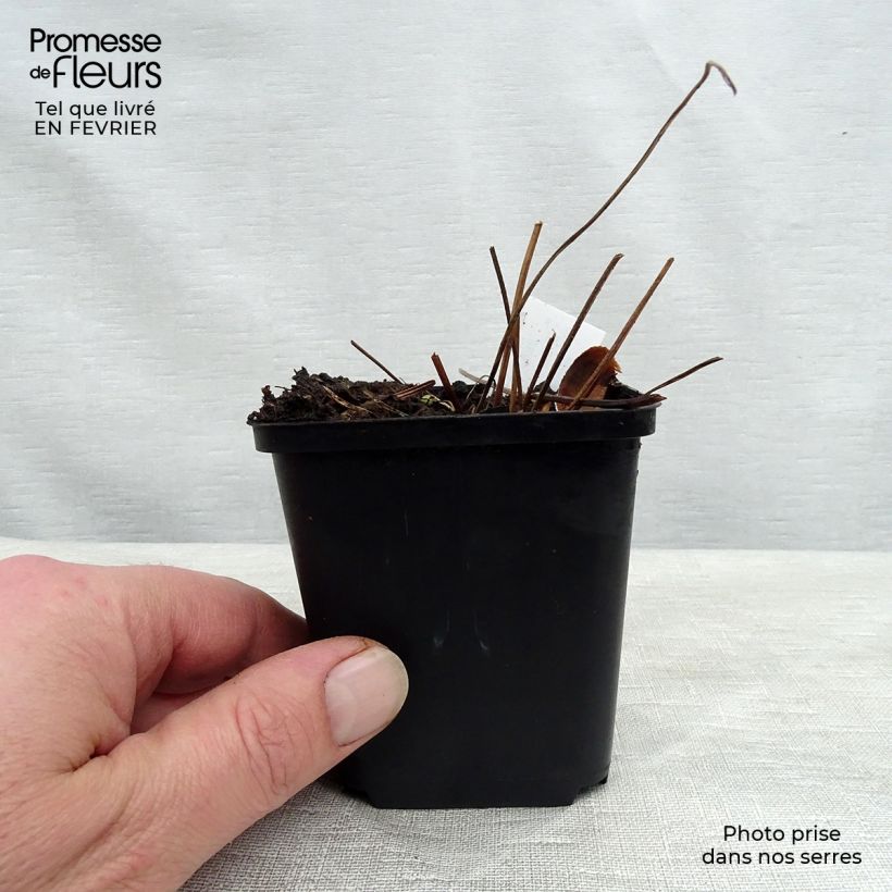 Spécimen de Géranium vivace sylvaticum Birch Lilac Godet de 8/9 cm tel que livré en hiver