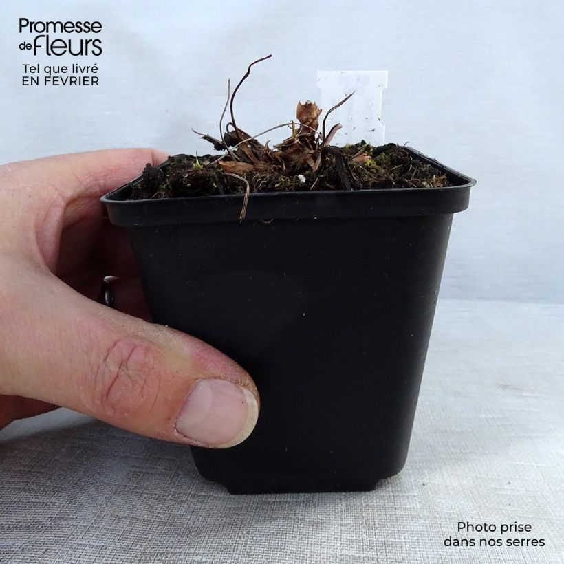 Spécimen de Géranium vivace sylvaticum Bridget Lion Godet de 8/9 cm tel que livré en hiver