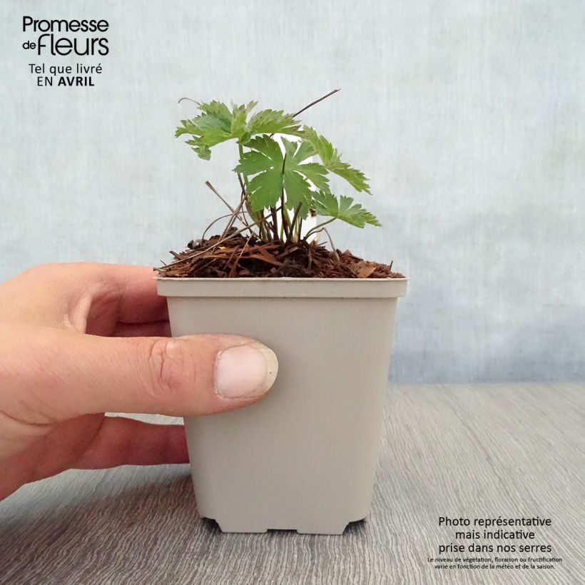 Spécimen de Géranium vivace sylvaticum Bridget Lion Godet de 8/9 cm tel que livré au printemps