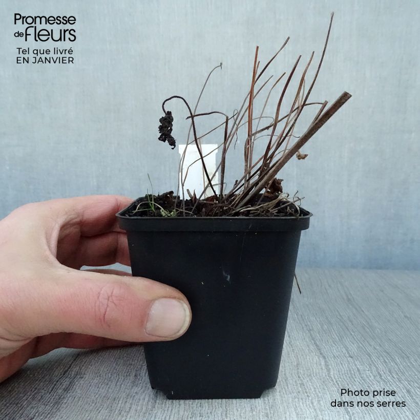 Spécimen de Geranium vivace sylvaticum Ice Blue Godet de 8/9 cm tel que livré en hiver