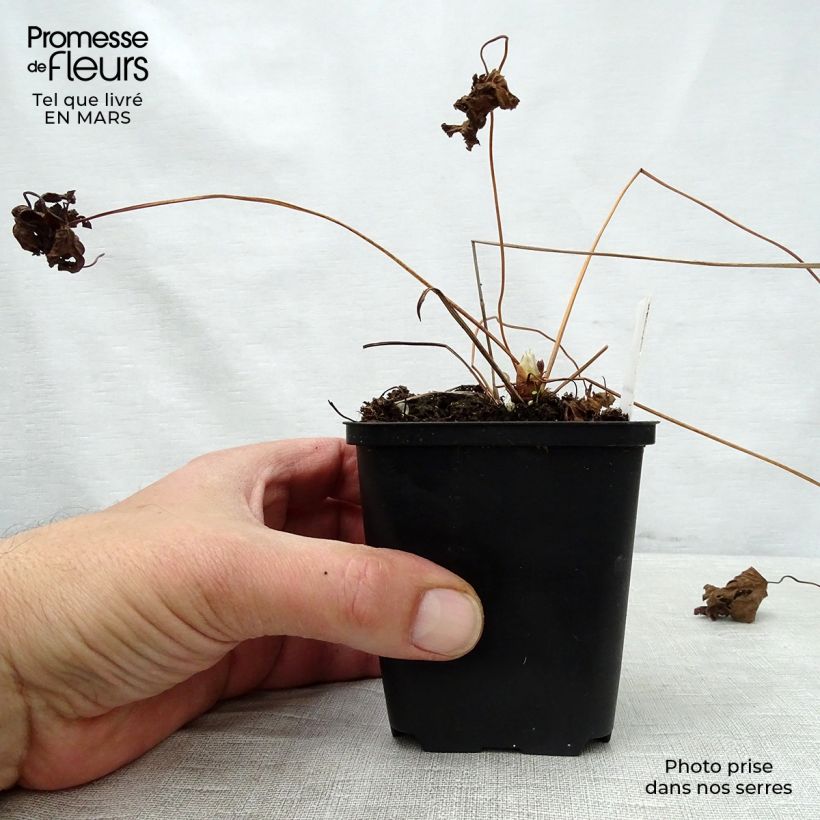 Amostra de Geranium sylvaticum May Flower Vaso de 8/9 cm tal como entregue na primavera