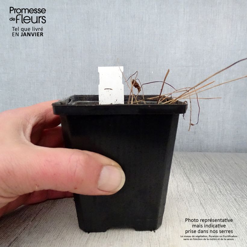 Spécimen de Géranium vivace sylvaticum May Flower Godet de 8/9 cm tel que livré en hiver