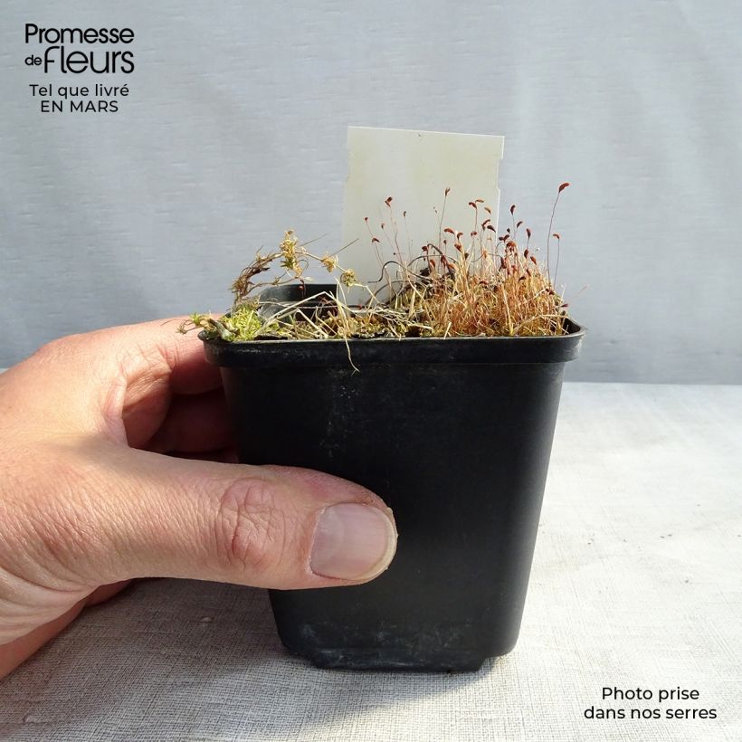 Geranio silvestre var. wanneri - Geranio vivaz Maceta de 8/9 cm Ejemplar entregado en la primavera