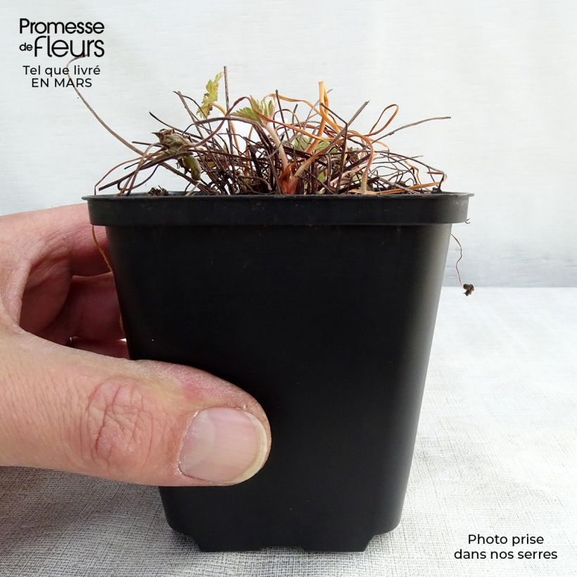 Spécimen de Géranium vivace versicolor  Godet de 8/9 cm tel que livré au printemps