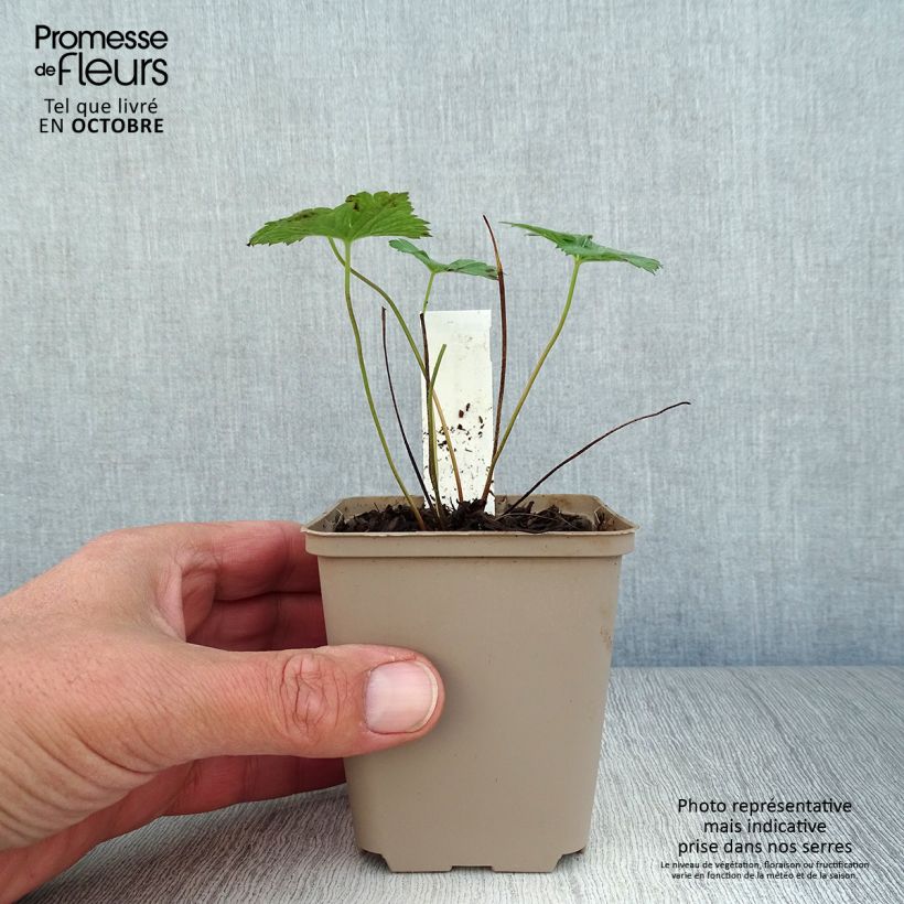 Spécimen de Géranium vivace wallichianum Buxton s Variety Godet de 8/9 cm tel que livré en automne