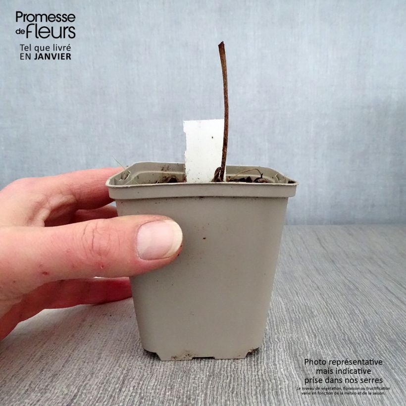 Spécimen de Géranium vivace wallichianum Buxton s Variety Godet de 8/9 cm tel que livré en hiver