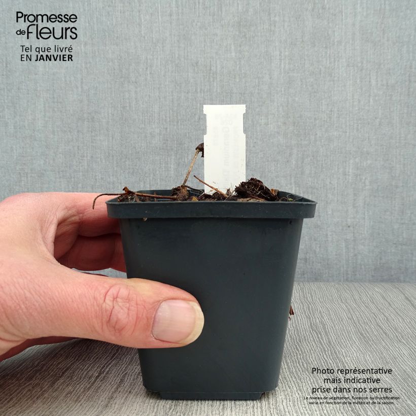 Spécimen de Geranium vivace wallichianum Daily Blue Godet de 8/9 cm tel que livré en hiver