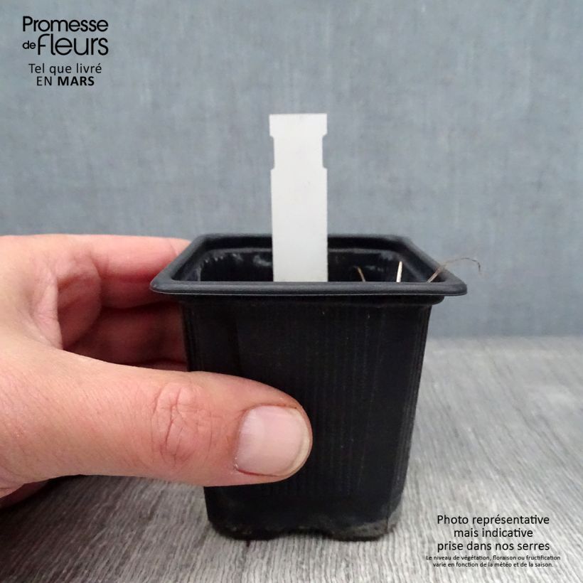 Spécimen de Geranium vivace wallichianum Magical All Summer Joy Godet de 8/9 cm tel que livré en hiver