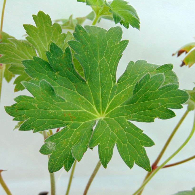 Geranium wlassovianum (Folhagem)