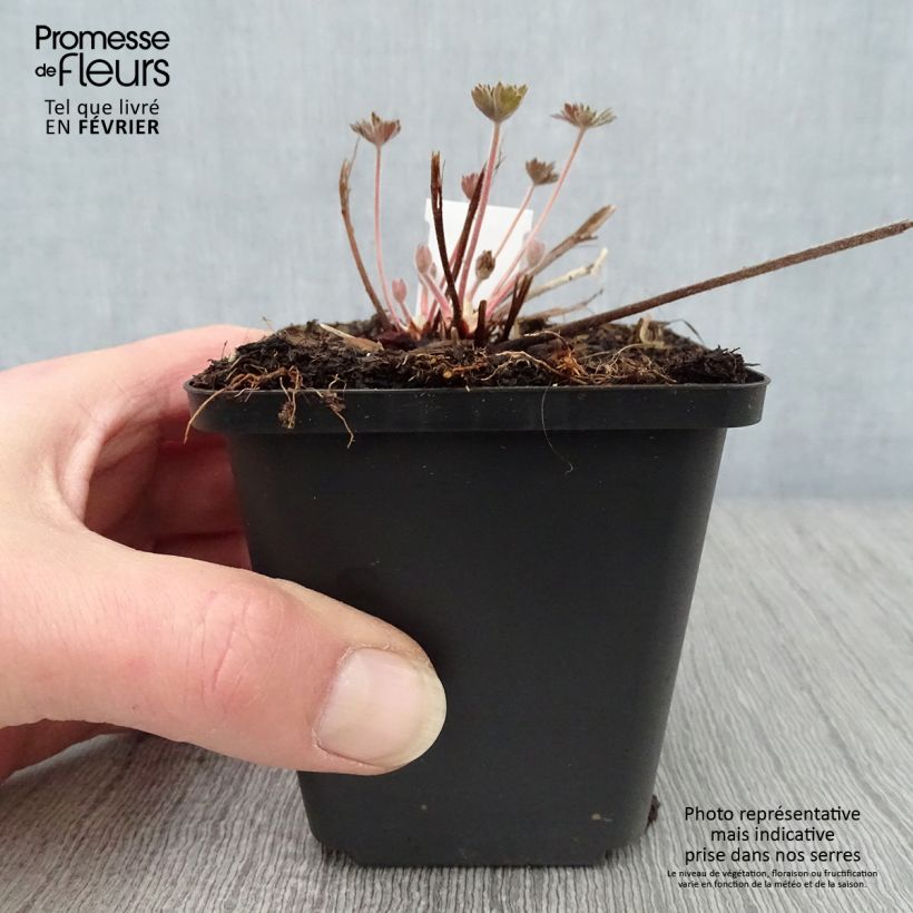 Spécimen de Géranium vivace wlassovianum Godet de 8/9 cm tel que livré en hiver
