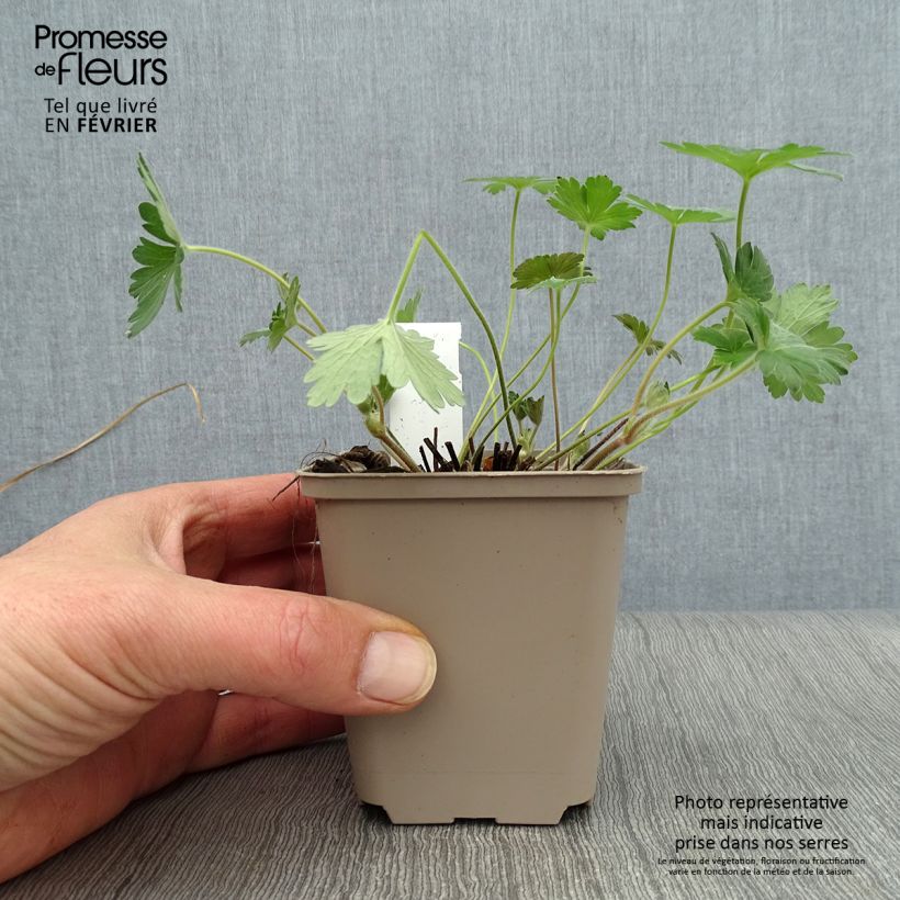 Spécimen de Géranium vivace wlassovianum Crug Farm Godet de 8/9 cm tel que livré en hiver