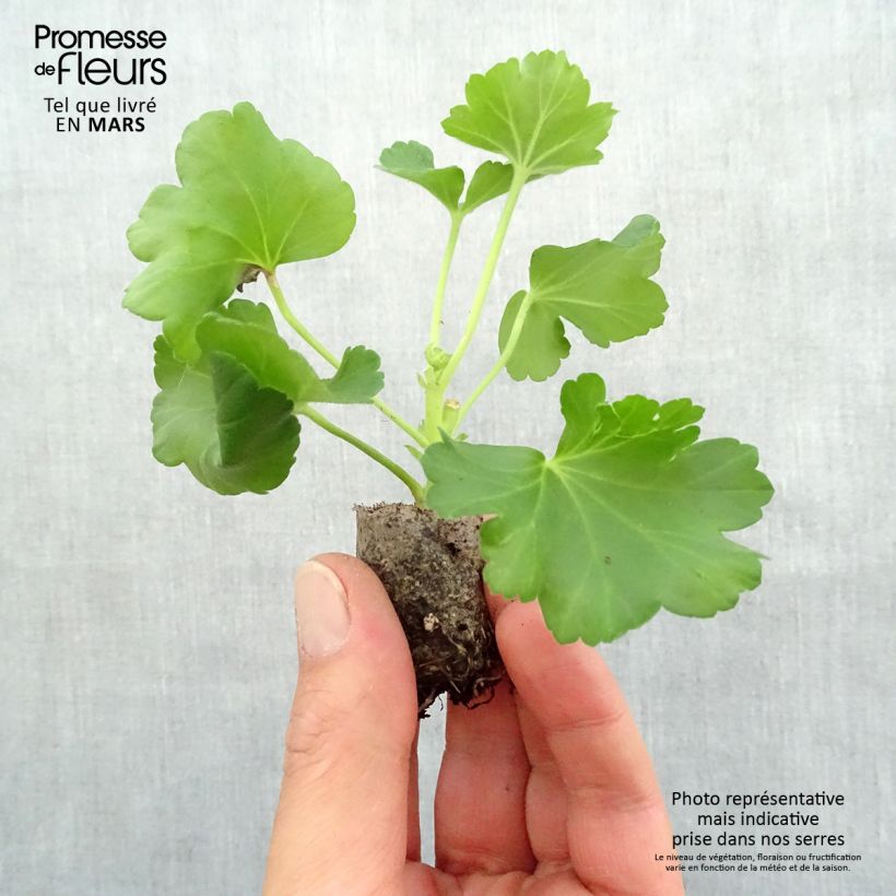 Spécimen de Géranium zonale Candy Rose  Mini-motte Ø 3/4 cm, Plant vert de 5 à 10 cm de haut tel que livré au printemps