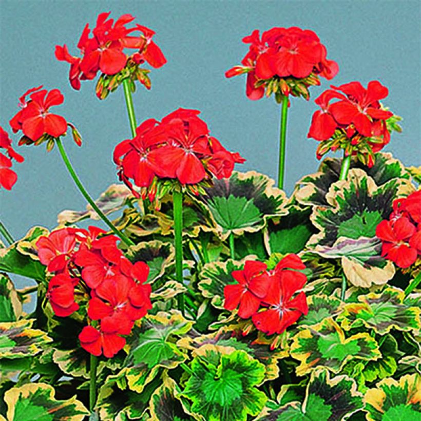 Géranium zonale Mrs Pollock - Pelargonium fantaisie  (Floraison)