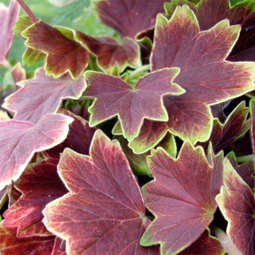 Géranium zonale Vancouver - Pelargonium (Feuillage)