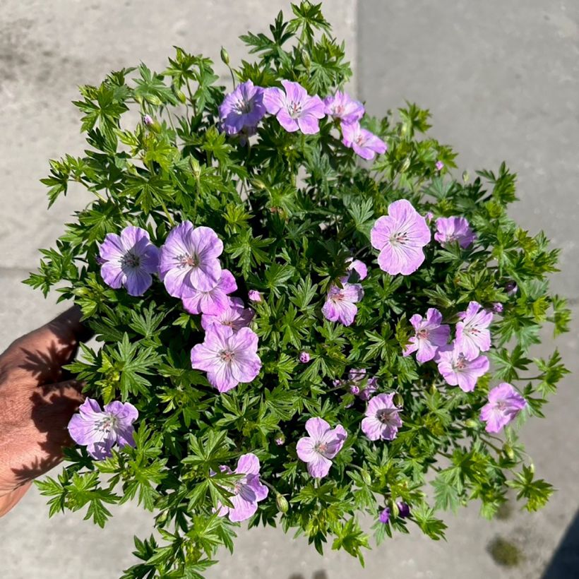 Géranium vivace sanguineum Frivolius Lilac (Floraison)