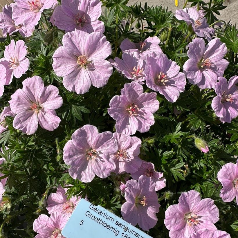 Geranium vivace sanguineum Frivolius Pink (Floraison)