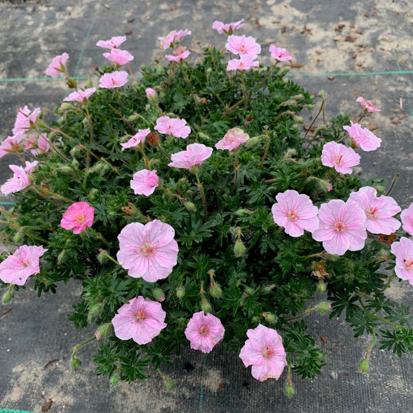 Geranium vivace sanguineum Frivolius Pink (Port)