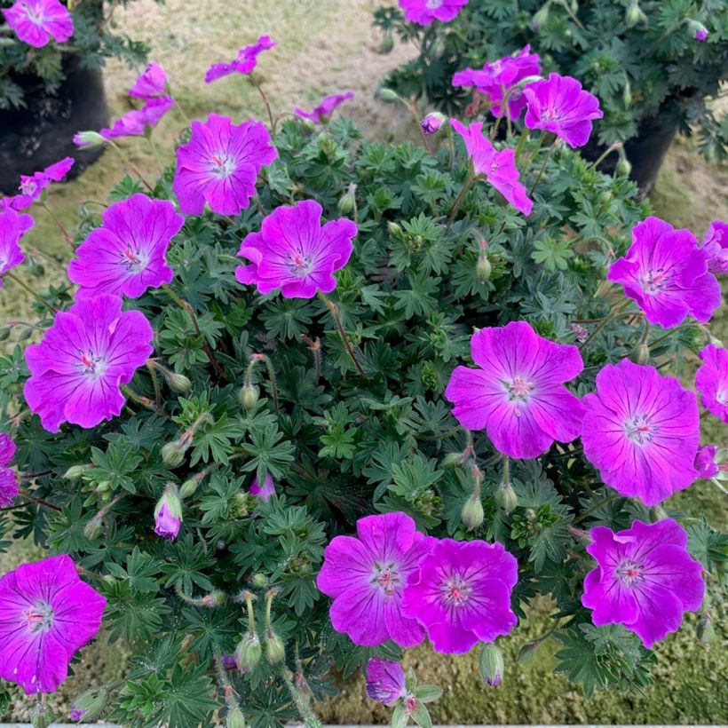 Géranium vivace sanguineum Frivolius Purple (Port)